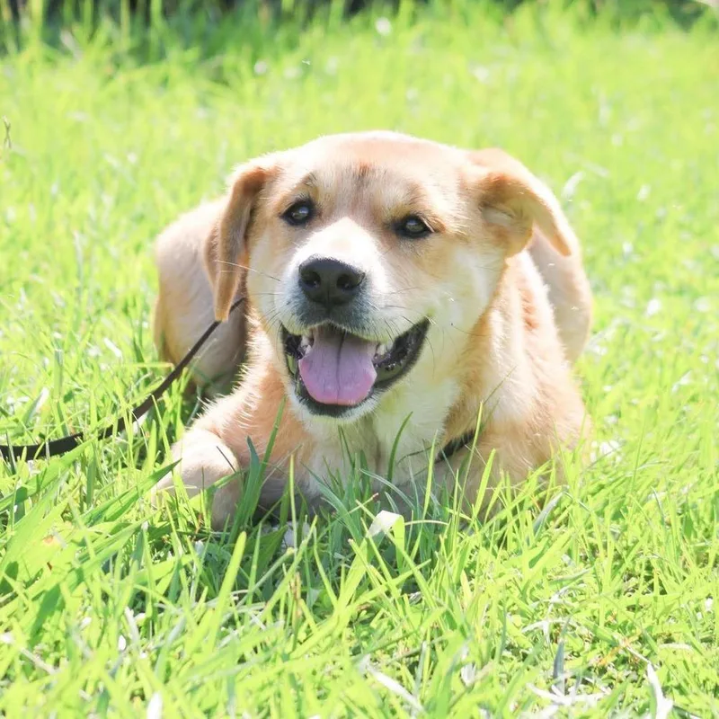 A baby large-sized female Mixed Breed dog named Chelsea for adoption in Groveland, MA