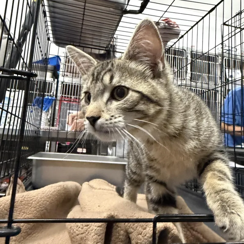 A baby small-sized male Brown / Chocolate Domestic Short Hair cat named Flounder for adoption in Idaho Falls, ID