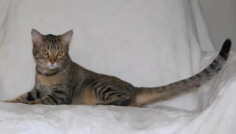 A young medium-sized female Domestic Short Hair cat named Aries for adoption in Salt Lake City, UT