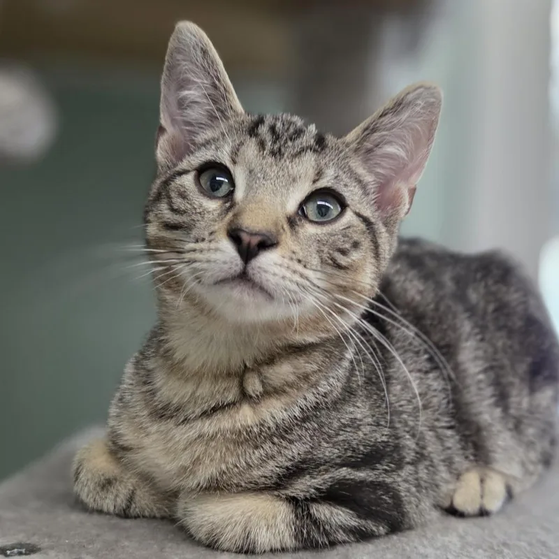 A baby small-sized male Gray / Blue / Silver Domestic Short Hair cat named Chaz for adoption in Pittsford, VT