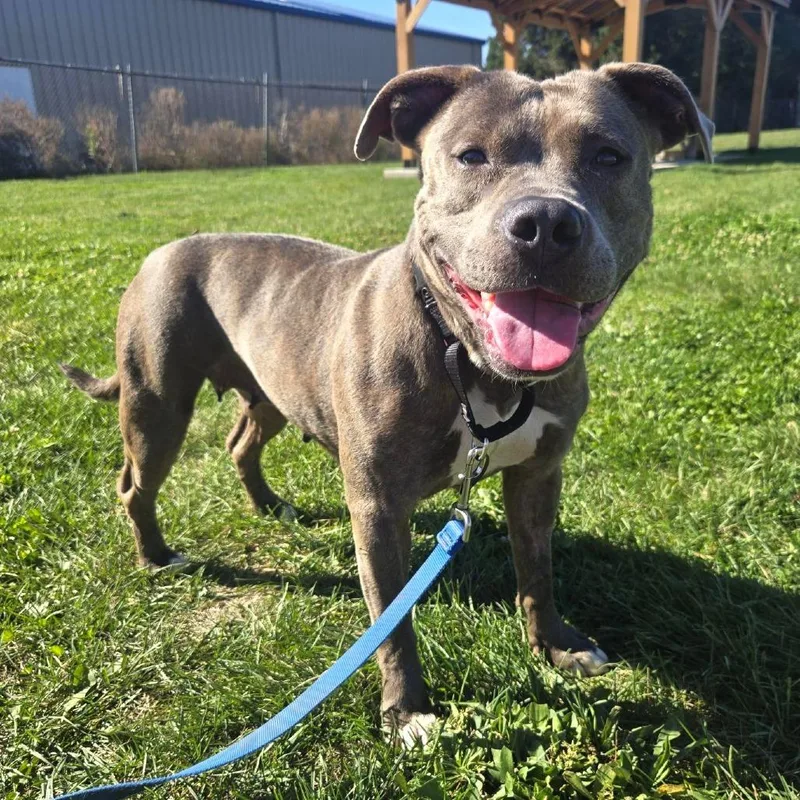 An adult medium-sized female Gray / Blue / Silver Pit Bull Terrier dog named Kahlifa for adoption in Champaign, IL