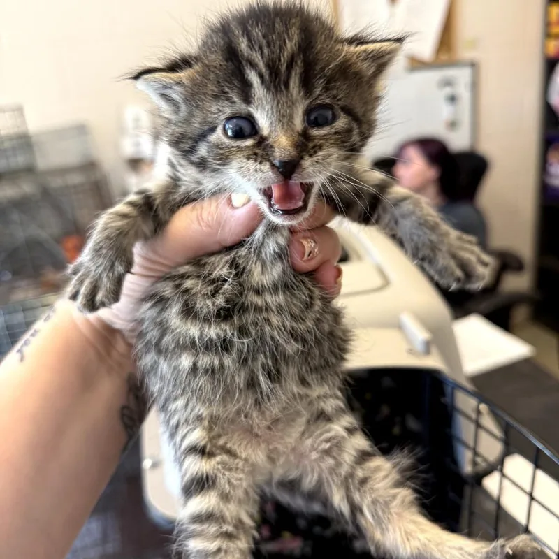 A baby small-sized female Brown / Chocolate Domestic Short Hair cat named Chalupa for adoption in Gloucester, VA
