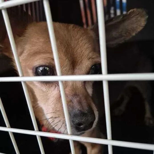 A senior small-sized male Red / Chestnut / Orange Mixed Breed dog named Floyd Joe for adoption in Davenport, IA