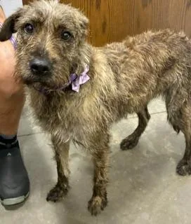 A young large-sized female Mixed Breed dog named Gertie for adoption in Denham Springs, LA