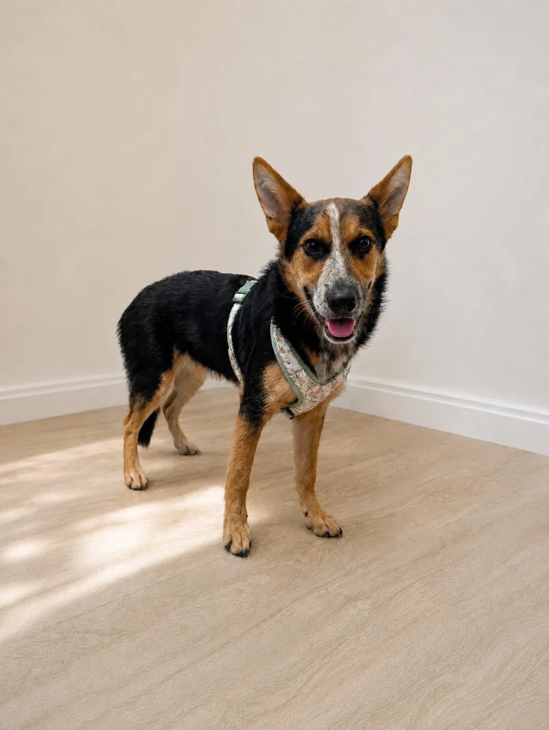 A young medium-sized female Australian Cattle Dog / Blue Heeler dog named Ava your best girl for adoption in Oakhurst, NJ
