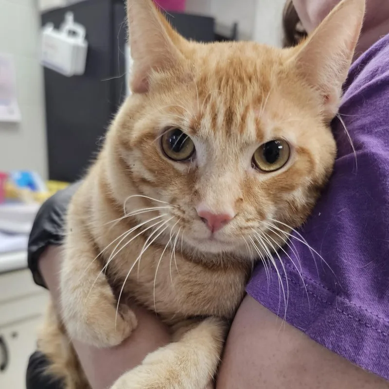 An adult large-sized male Orange / Red Domestic Short Hair cat named Red Admiral for adoption in Evansville, IN