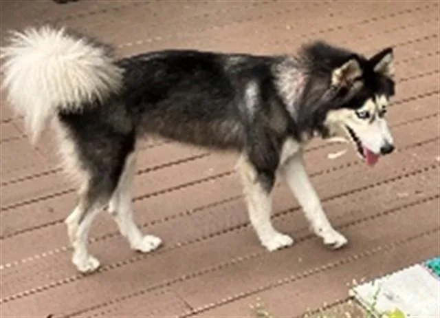 An adult medium-sized female Klee Kai dog named Skylar for adoption in Saint Cloud, FL