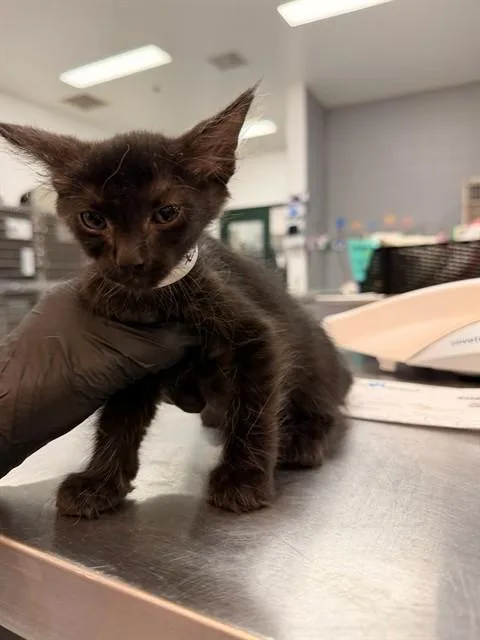 A baby small-sized female Domestic Short Hair cat named Scamp for adoption in Thousand Palms, CA