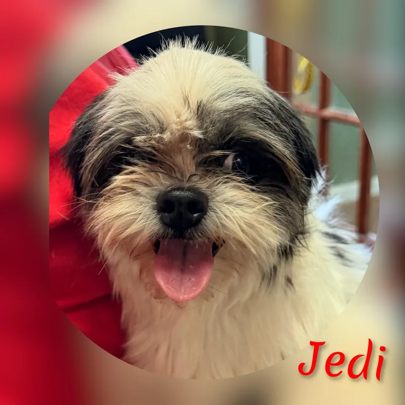 Jedi thumbnail 6
