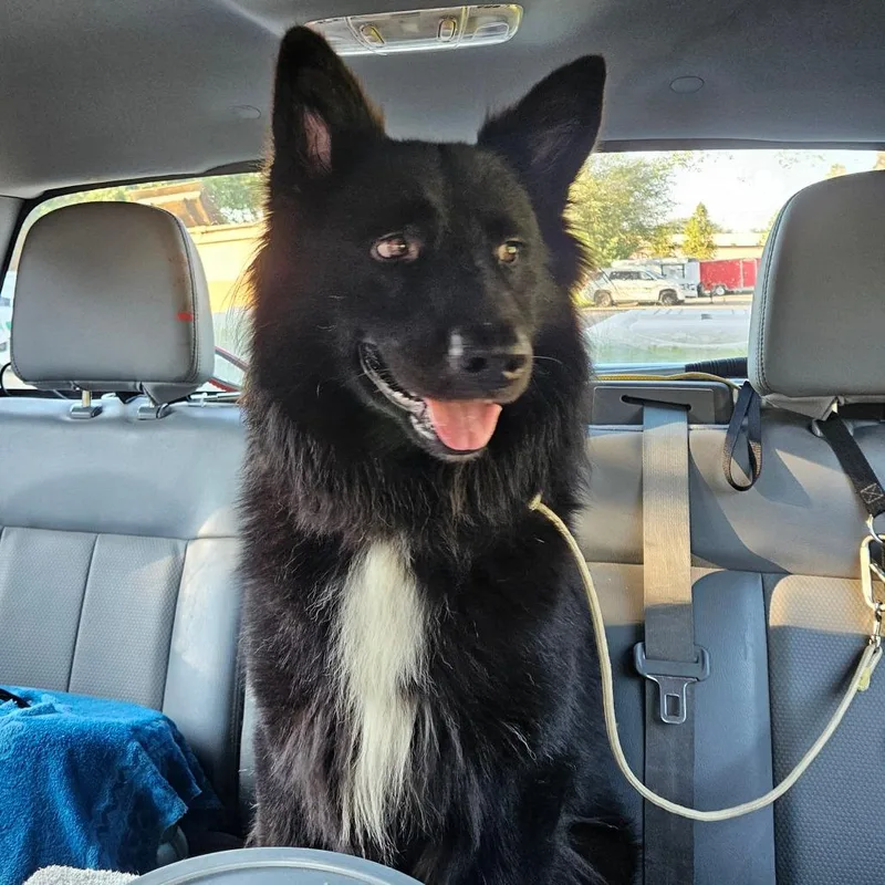 An adult large-sized male Border Collie dog named Alex for adoption in Lake Jackson, TX