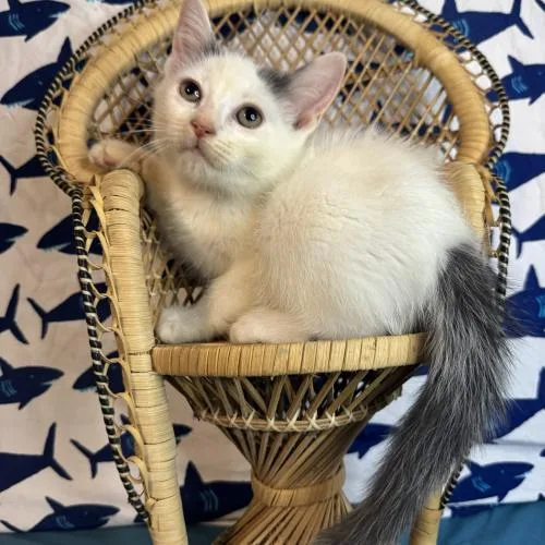 A baby small-sized male White Domestic Short Hair cat named AC Milan for adoption in Toms River, NJ