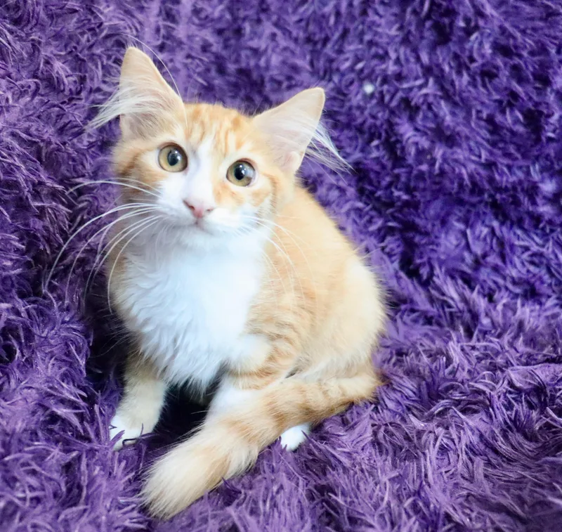 A baby medium-sized male Turkish Angora cat named T Bird for adoption in Saint Augustine, FL