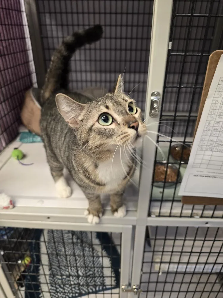 An adult large-sized female Domestic Short Hair cat named Meadow for adoption in Vancouver, WA