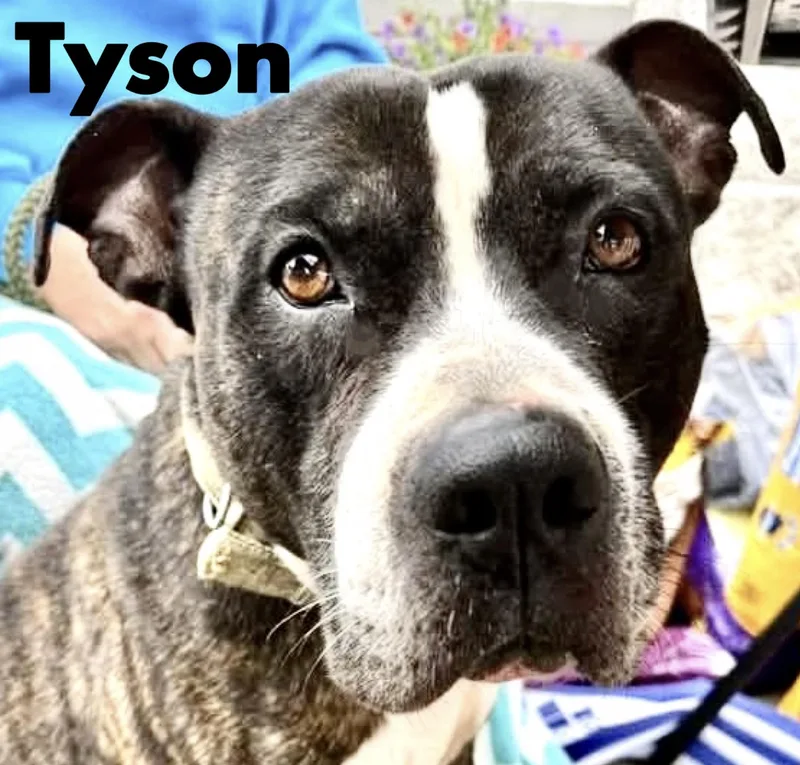 An adult medium-sized male Mixed Breed dog named Tyson for adoption in Westfield, NY
