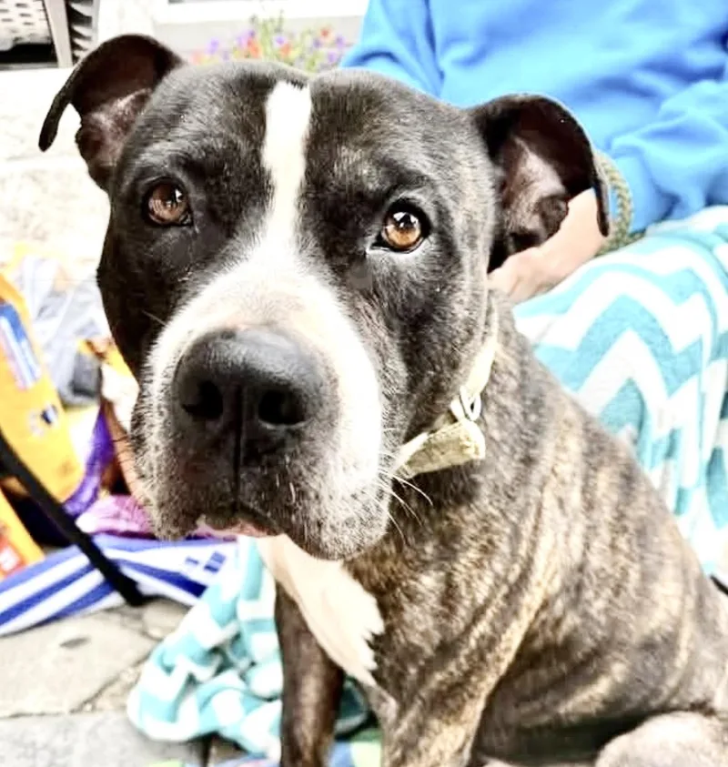 Tyson thumbnail 3