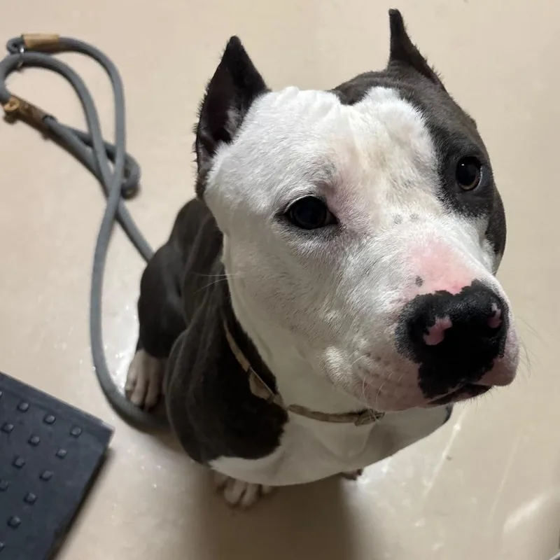 A young medium-sized male Gray / Blue / Silver Mixed Breed dog named Harry Pawter for adoption in Mebane, NC
