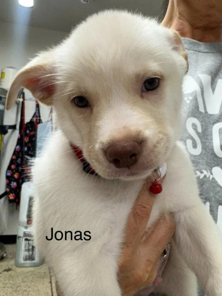 A baby medium-sized male American Staffordshire Terrier dog named Jonas for adoption in Saint George, UT