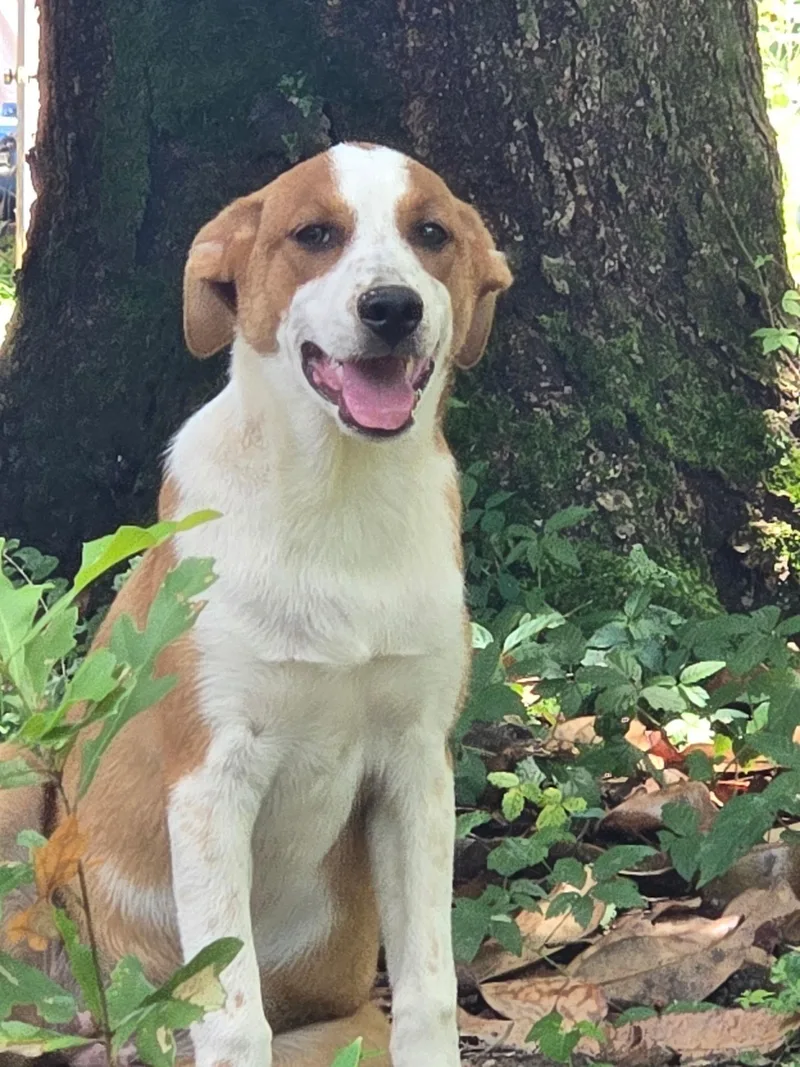 A young large-sized female Mixed Breed dog named Georgia for adoption in Texarkana, TX
