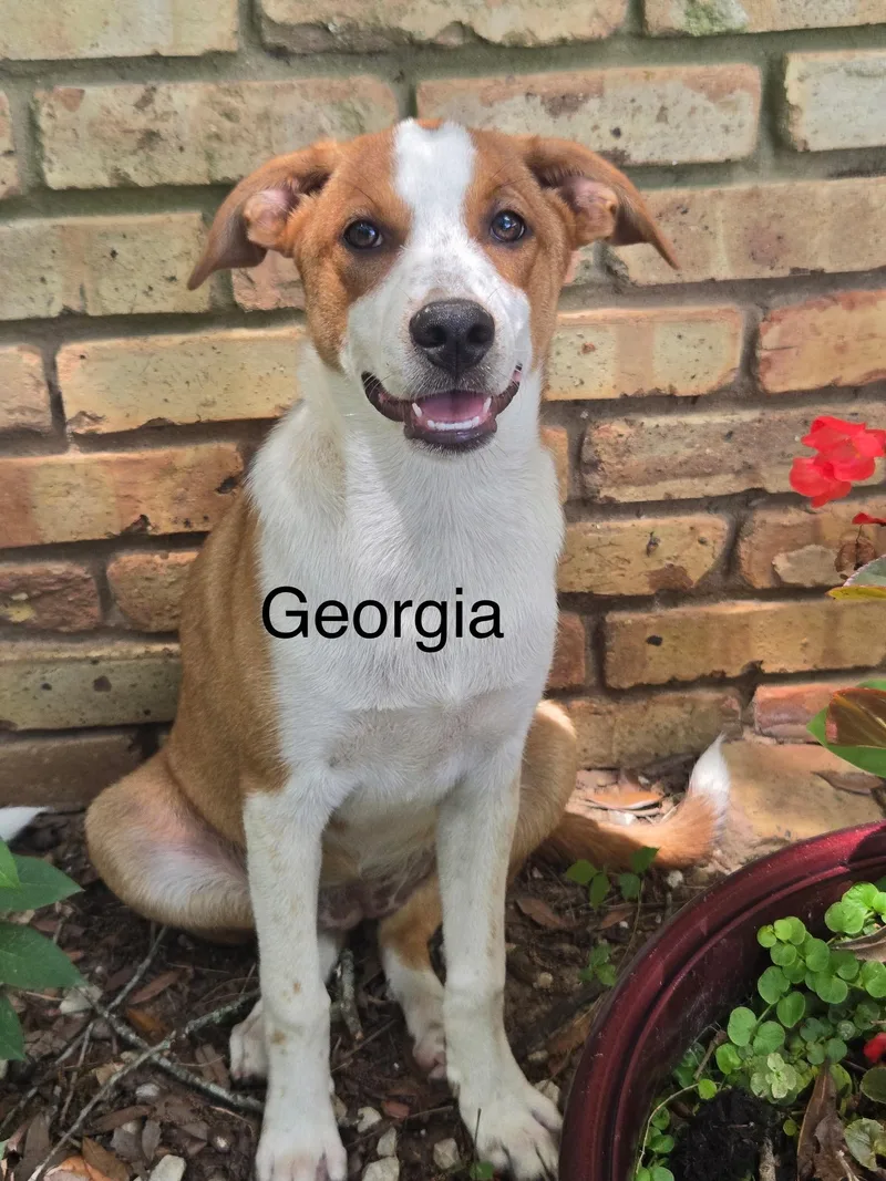 Georgia thumbnail 2