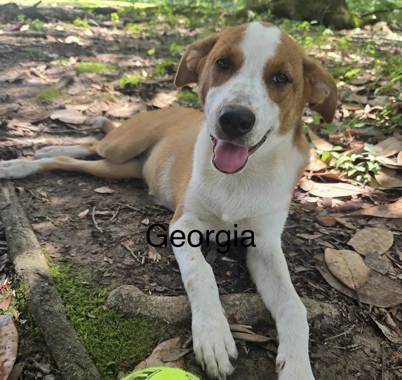Georgia thumbnail 3