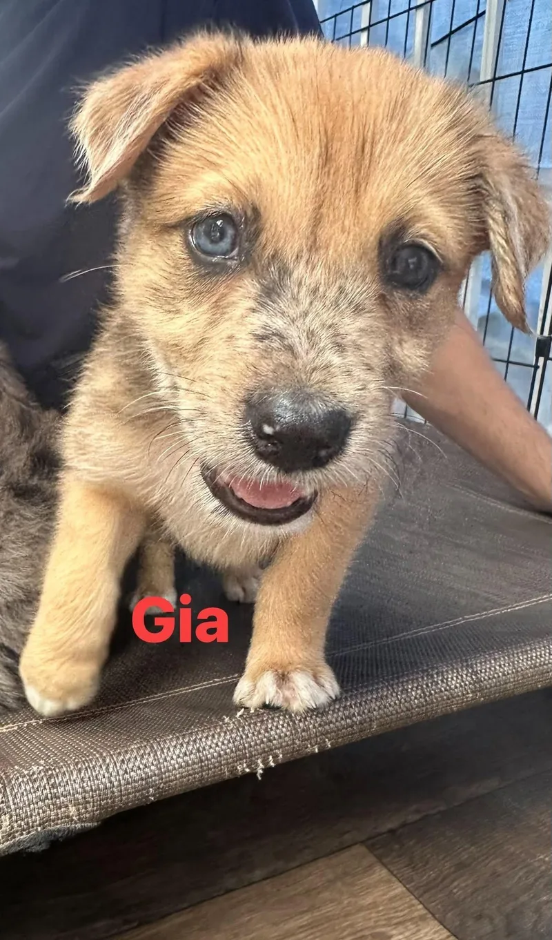 A baby medium-sized female Apricot / Beige Terrier dog named Gia for adoption in Byrdstown, TN