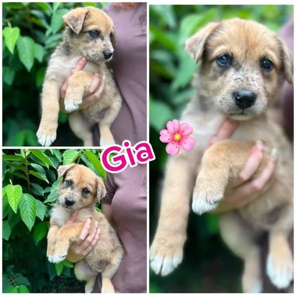 Gia thumbnail 2