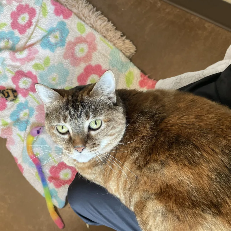 An adult large-sized female Tortoiseshell Tortoiseshell cat named Fredericka for adoption in Friday Harbor, WA