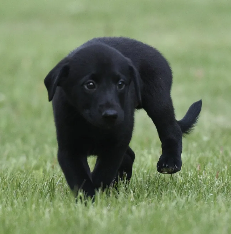 Sammy