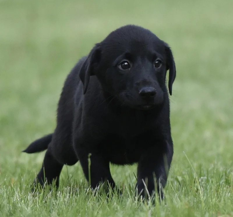 Sammy thumbnail 2