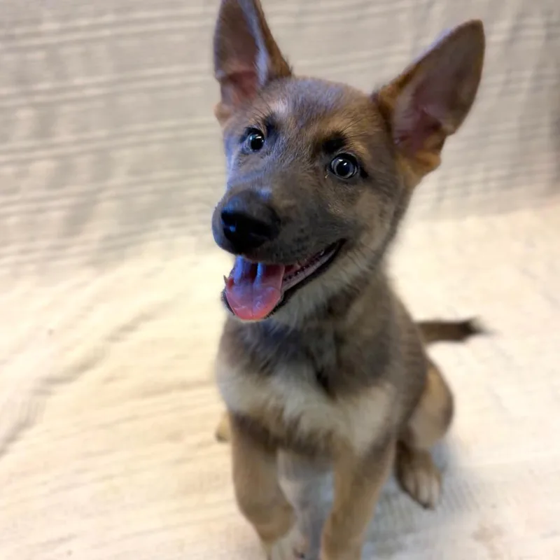 A baby small-sized male Brown / Chocolate German Shepherd Dog dog named Mellark for adoption in Hawthorne, CA