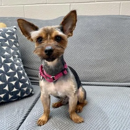 An adult small-sized male Yorkshire Terrier dog named Peanut for adoption in Wheaton, IL