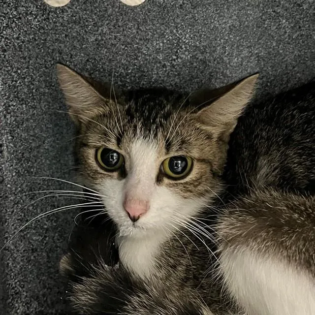 A young medium-sized female Domestic Short Hair cat named Mel for adoption in Naples, FL