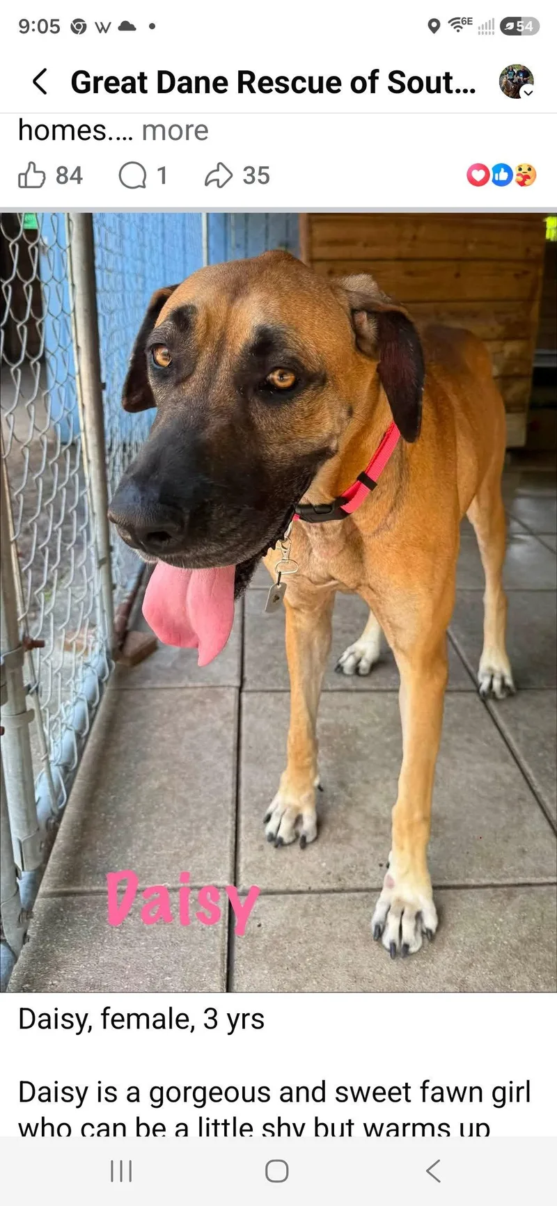 A young large-sized female Great Dane dog named Daisy for adoption in Jupiter, FL