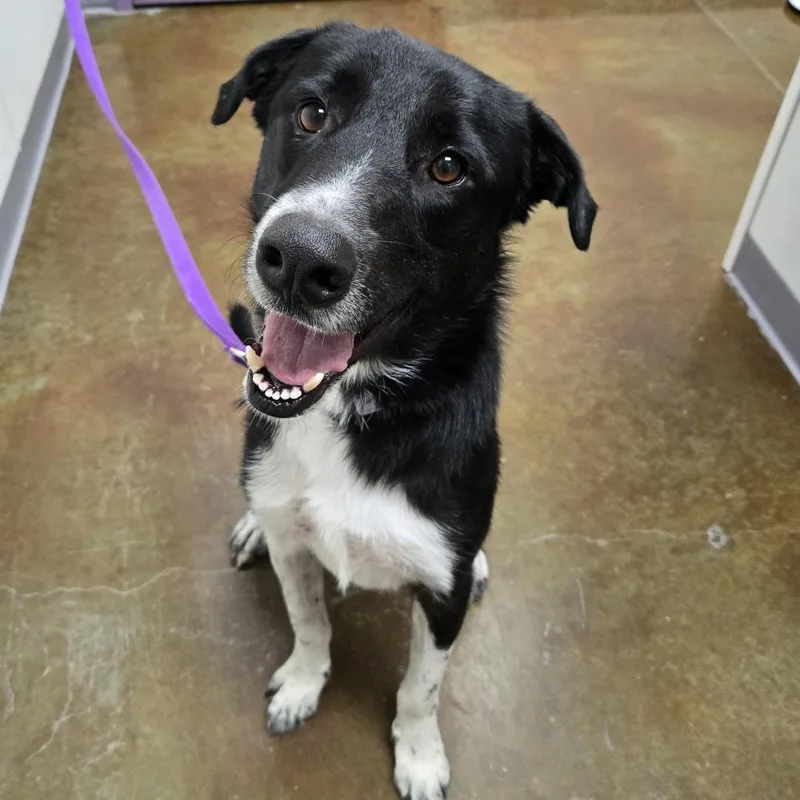 An adult large-sized male Black Border Collie dog named Finn for adoption in Albuquerque, NM