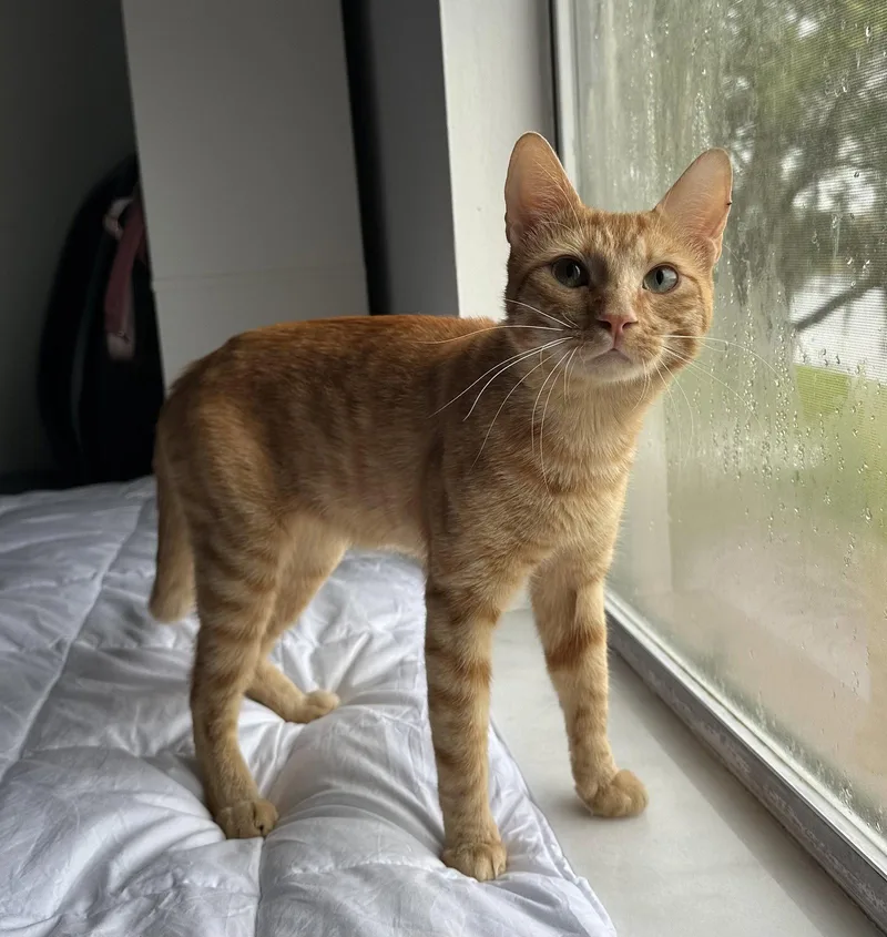 A young medium-sized male Orange / Red Domestic Short Hair cat named Rafi for adoption in Oviedo, FL