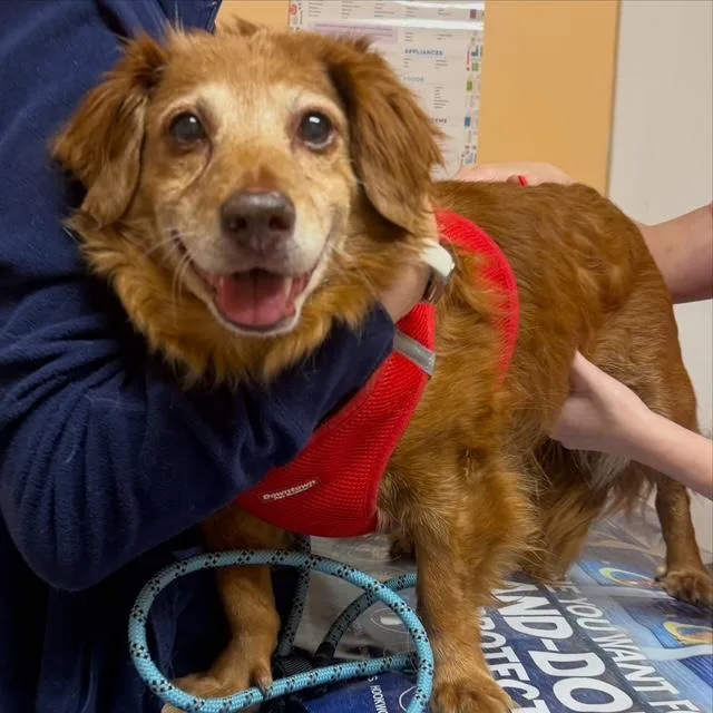 A senior small-sized female Red / Chestnut / Orange Dachshund (Long Haired) dog named Ginger for adoption in Foster, RI