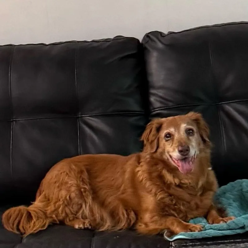Ginger thumbnail 6