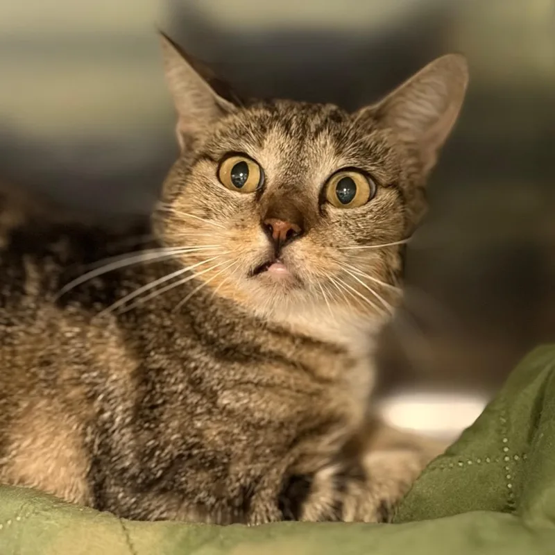 A young medium-sized female Gray / Blue / Silver Domestic Short Hair cat named Clara for adoption in Lake Jackson, TX