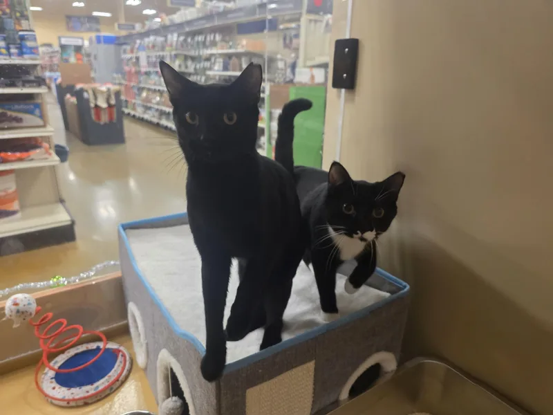 Meet Ryan & Riley thumbnail 4