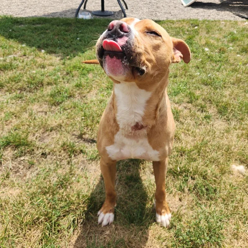 An adult medium-sized male Yellow / Tan / Blond / Fawn Pit Bull Terrier dog named Milo for adoption in Fort Wayne, IN