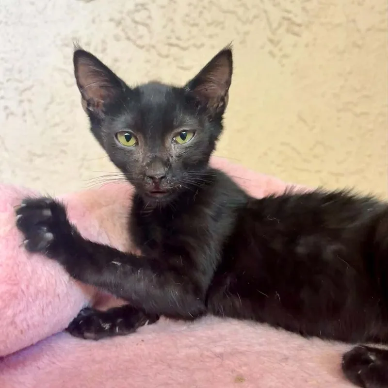 A young small-sized female Black Domestic Short Hair cat named Phoebe for adoption in Las Cruces, NM