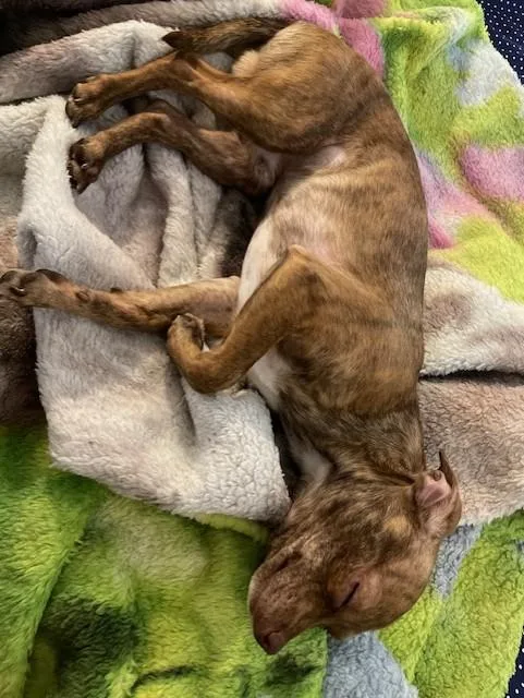 An adult small-sized male Brindle Chihuahua dog named Pixel for adoption in Gilbert, AZ