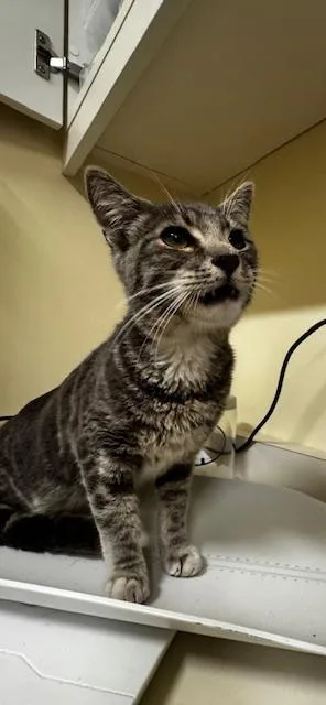 A young small-sized male Domestic Short Hair cat named A for adoption in Fremont, CA
