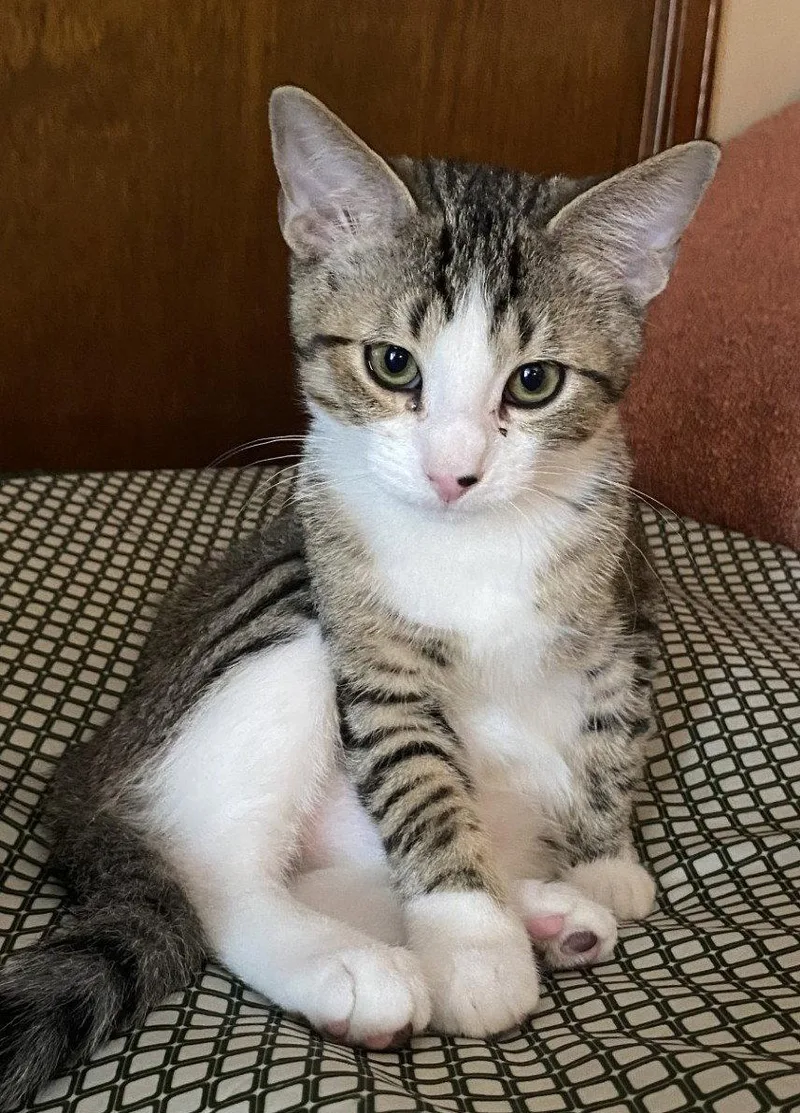 A baby medium-sized male Domestic Short Hair cat named Harry for adoption in Shawnee, KS