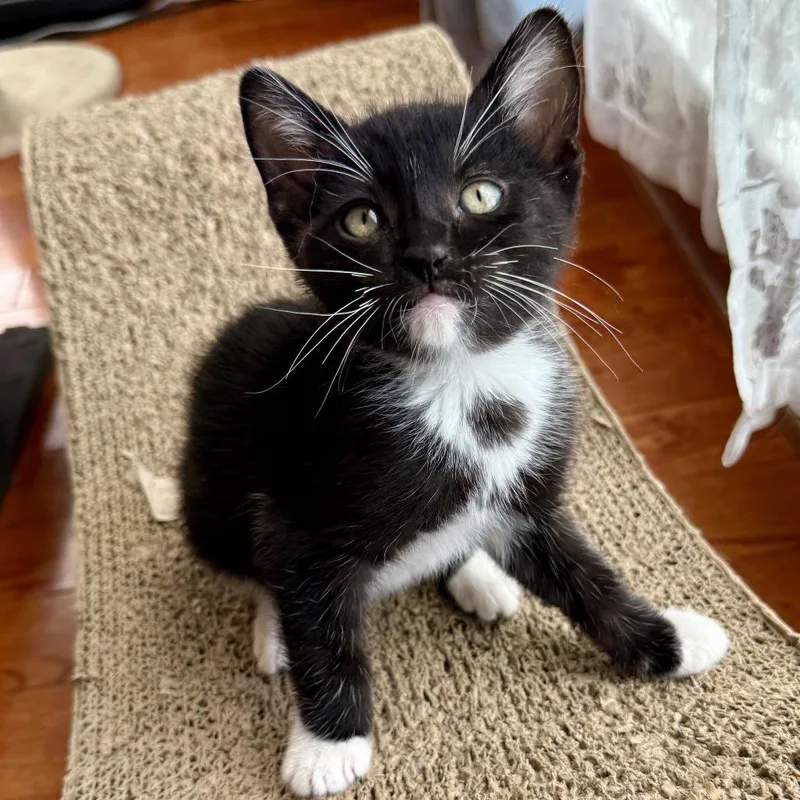 A baby small-sized male Black Domestic Short Hair cat named Sylvester for adoption in Long Beach, CA