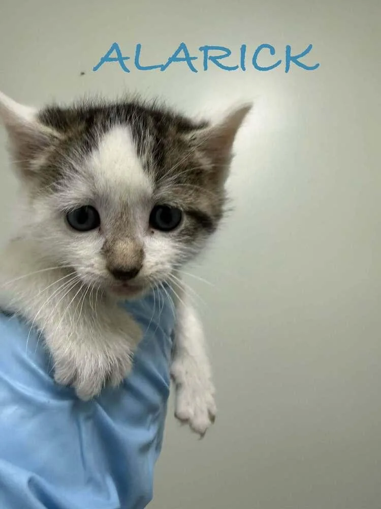 A baby small-sized male Black & White / Tuxedo Domestic Short Hair cat named Alarick for adoption in Evansville, IN