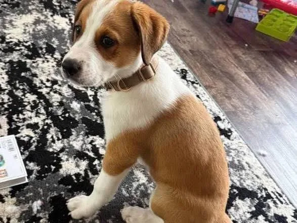 A baby small-sized male Australian Cattle Dog / Blue Heeler dog named Reacher for adoption in Alpharetta, GA