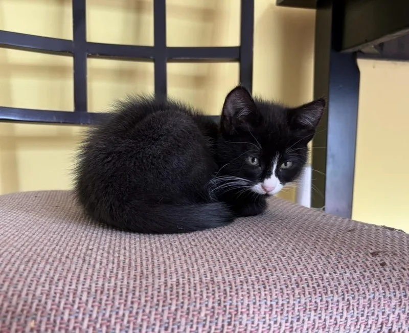 A baby small-sized female Black & White / Tuxedo Domestic Short Hair cat named Newt for adoption in Salisbury, MA