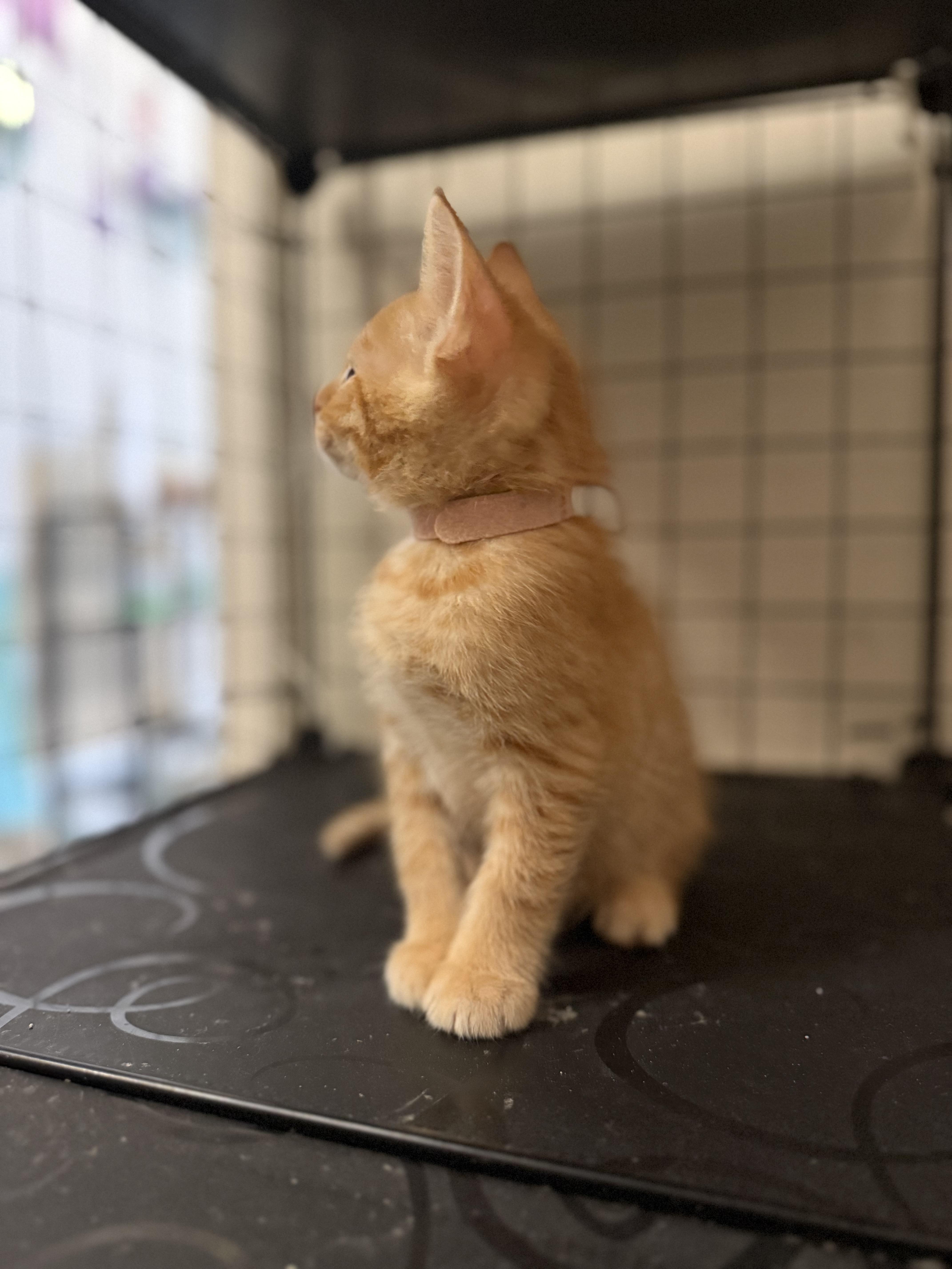A baby large-sized female Tabby (Orange / Red) Domestic Short Hair cat named Cornbread for adoption in Intercession city , FL