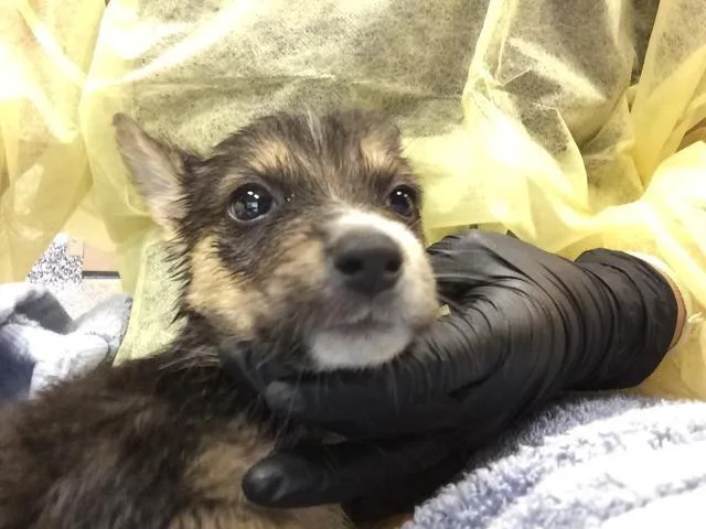A baby small-sized female Australian Cattle Dog / Blue Heeler dog named Abby for adoption in Thousand Palms, CA
